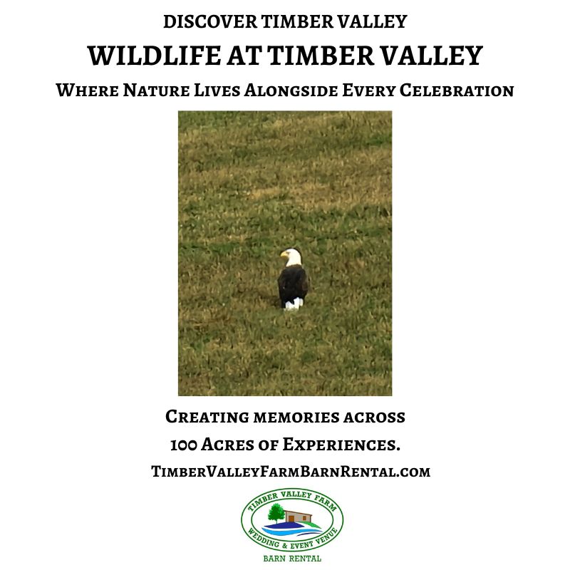 Bald Eagle at Timber Valley Retreat and Wildlife at Timber Valley Retreat, Western Maryland Wildlife and Nature Watching Maryland.