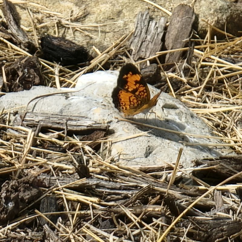 Painted Lady butterfly resting at Butterflies at Timber Valley, our Western Maryland Cabin Retreat, highlighting Western Maryland Pollinators at Timber Valley Retreat.