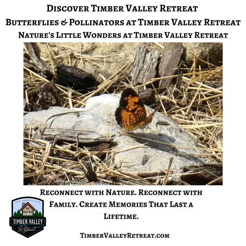 A butterfly resting on a rock at Timber Valley Retreat, showcasing the beauty of butterflies and pollinators at this Western Maryland cabin retreat.
