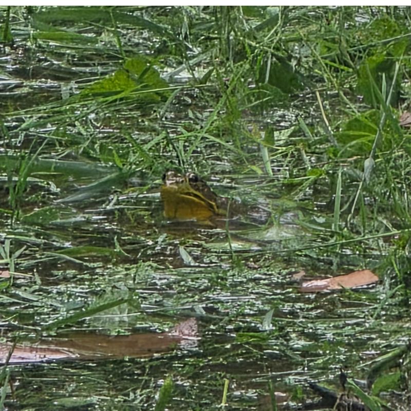 The spring-fed pond at Timber Valley Retreat is home to make frogs that are surrounded by natural vegetation.