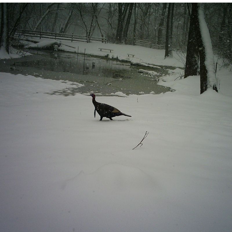 Winter at the Spring-Fed Pond at Timber Valley Retreat with a wild turkey walking through fresh snow beside the peaceful spring-fed water.