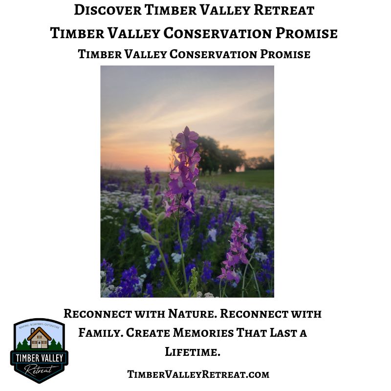 Native wildflowers blooming at sunrise at Timber Valley Retreat in Clear Spring, Maryland, reflecting the property's commitment to conservation and natural beauty.