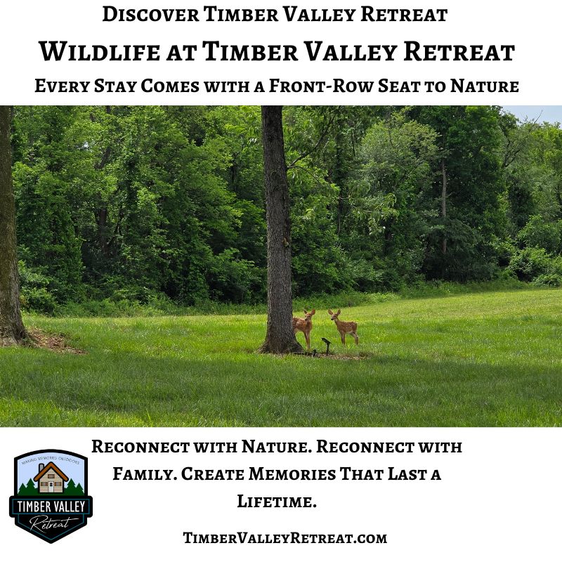 Two white-tailed deer fawns standing in a lush green field at Timber Valley Retreat in Western Maryland, enjoying the peaceful natural surroundings.