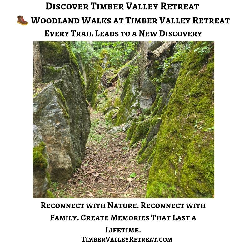 Woodland walking trail at Timber Valley Retreat, inviting guests to explore the peaceful forests of this Western Maryland cabin retreat.