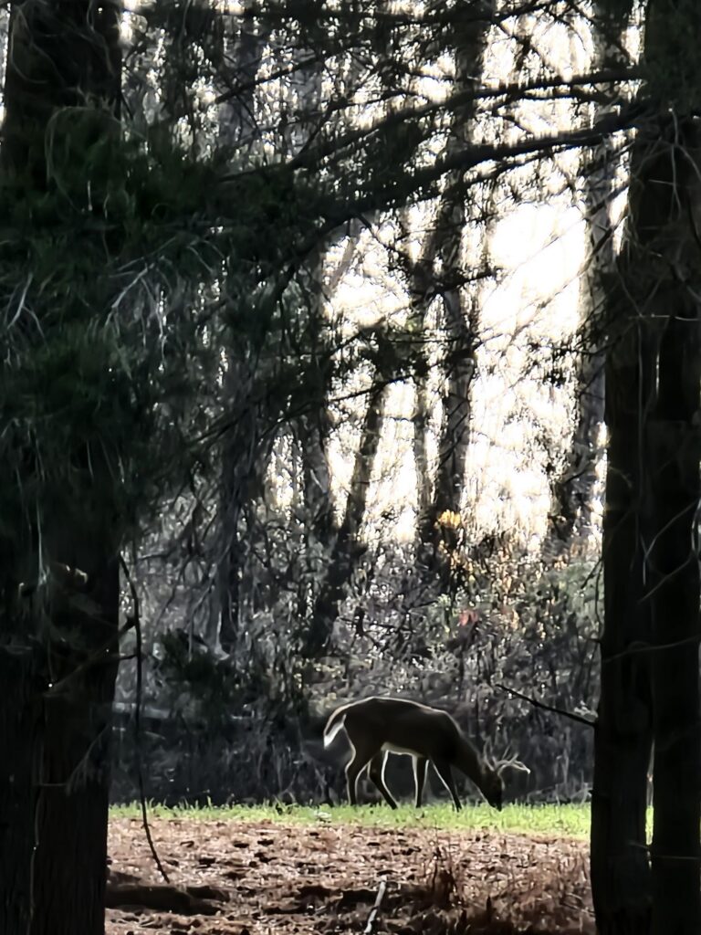 White-tailed buck grazing in a forest clearing during Nature Walks at Timber Valley Retreat in Western Maryland.