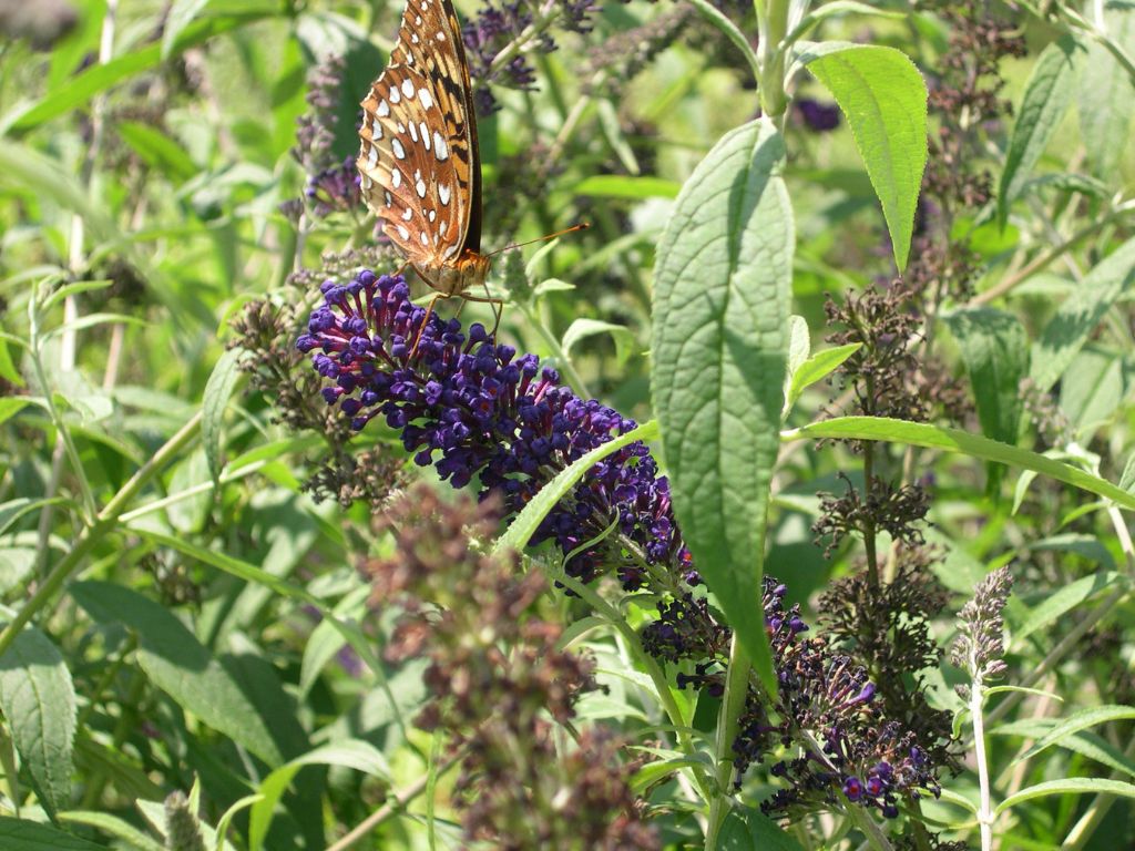 A butterfly feeding on a butterfly bush at Butterflies at Timber Valley, our Western Maryland Cabin Retreat, featuring Western Maryland Pollinators at Timber Valley Retreat.