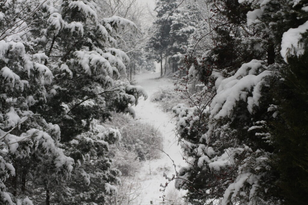 Snow-covered woodland trail during Nature Walks at Timber Valley Retreat, showcasing the peaceful beauty of Western Maryland in winter.