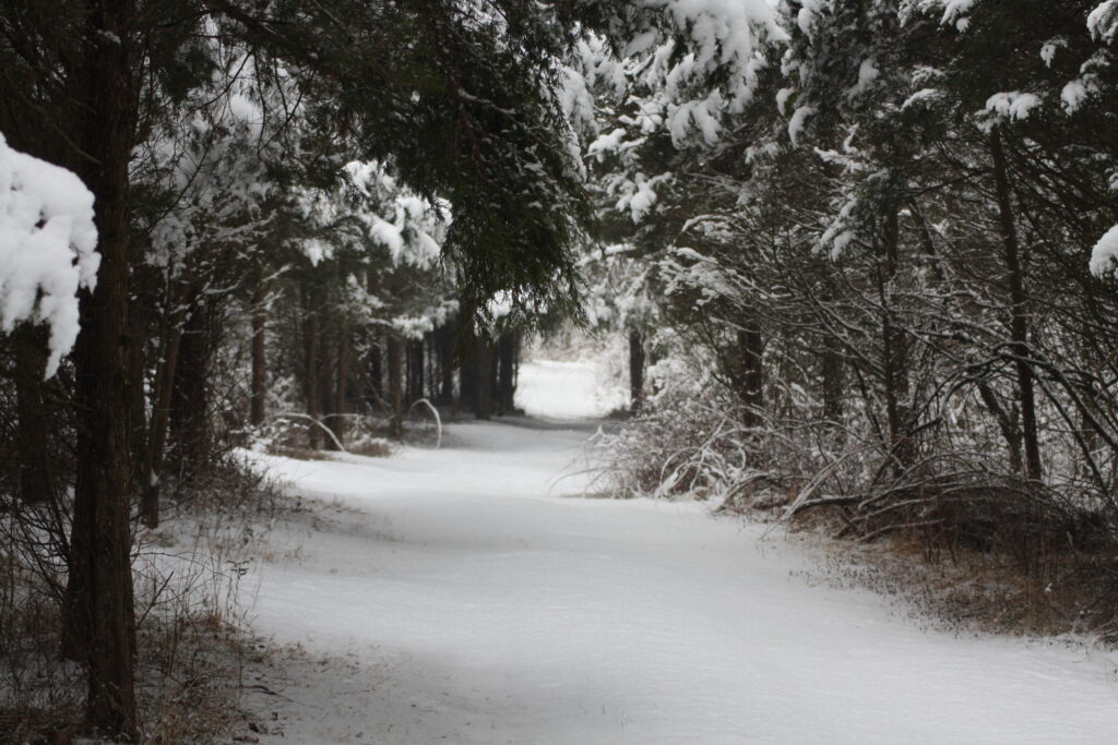 Snow-covered woodlands during Timber Valley Through the Seasons at Timber Valley Retreat, a Western Maryland Cabin Retreat.