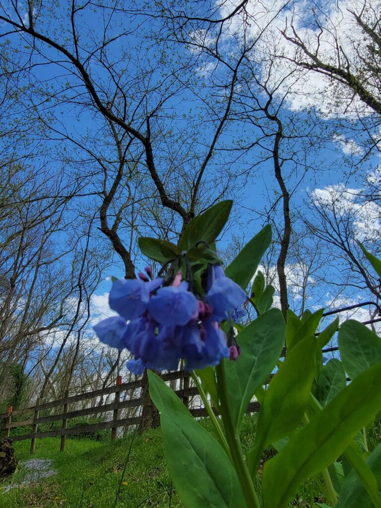 Virginia bluebells blooming during spring at Timber Valley Through the Seasons at Timber Valley Retreat, a Western Maryland Cabin Retreat.