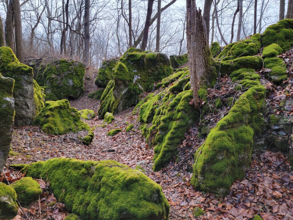 Peaceful woodland path winding through moss-covered boulders at Timber Valley Retreat, showcasing Western Maryland Woodland Walks at our Woodland Cabin Retreat Maryland.