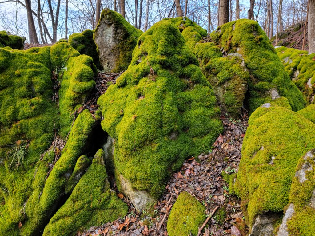 The moss covered rocks at The Cove at Timber Valley Retreat.