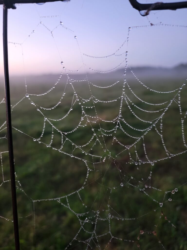 Dew-covered spider web sparkling in the morning light at Timber Valley Retreat, a Western Maryland Cabin Rental featuring Nature Discoveries Maryland.