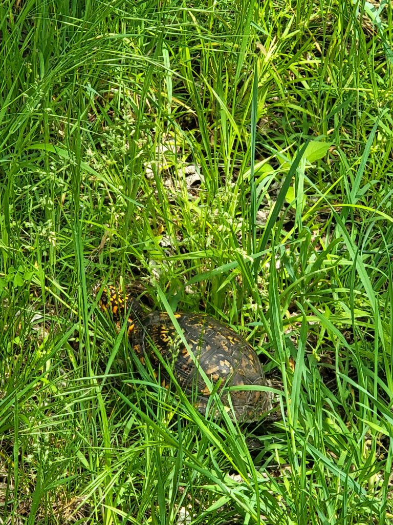 Eastern box turtle walking through the grass at Timber Valley Retreat in Western Maryland, one of the many wildlife discoveries guests may encounter while exploring the property.
