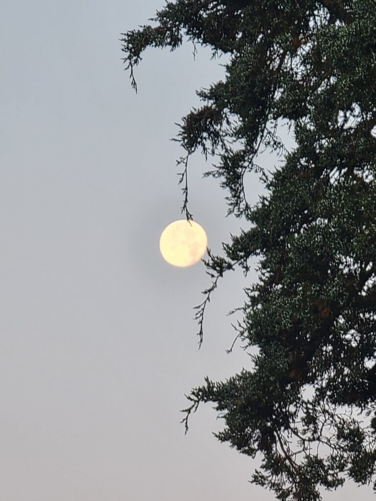 Full moon glowing beside evergreen branches at Timber Valley Retreat in Western Maryland