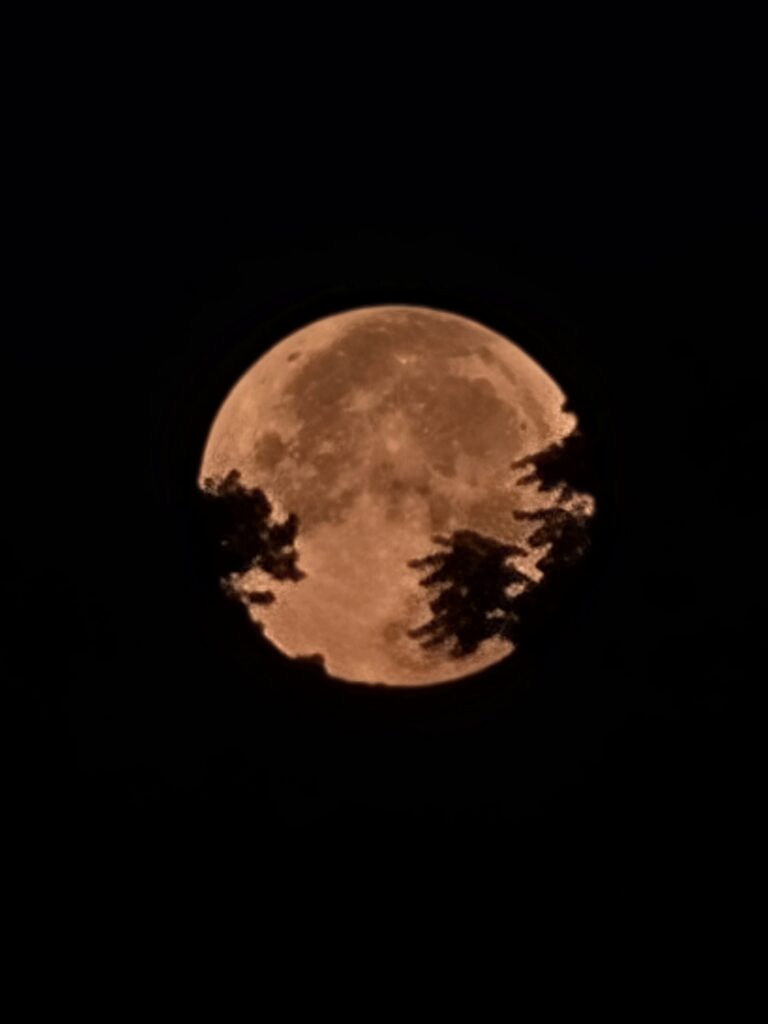 Full moon framed by trees in the night sky at Timber Valley Retreat