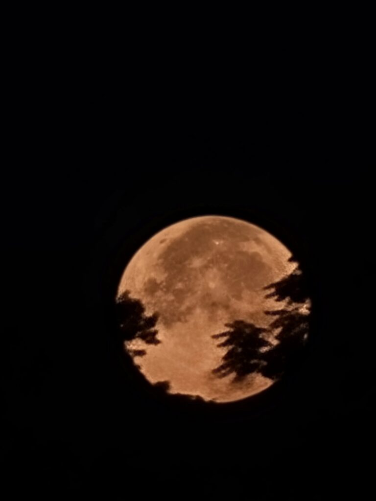 Full moon framed by trees during a peaceful evening at Timber Valley Retreat