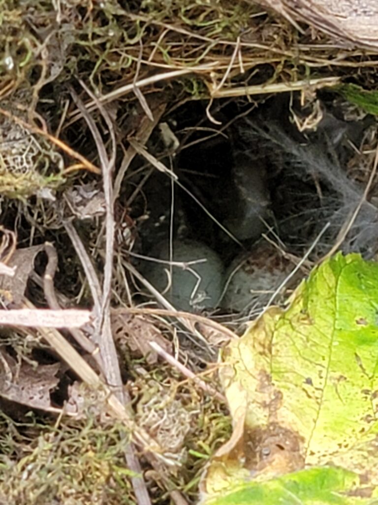 Hidden bird's nest with speckled eggs tucked inside a crevice between moss-covered boulders in The Enchanted Forest at Timber Valley Retreat during a Forest Bathing Maryland experience.