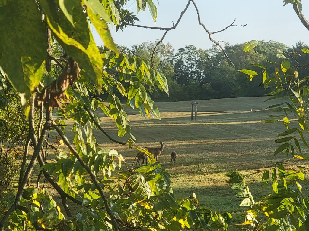 Family of white-tailed deer grazing in the morning sunlight during a Morning Cabin Getaway Maryland at Timber Valley Retreat, a peaceful Western Maryland cabin destination surrounded by natural beauty.