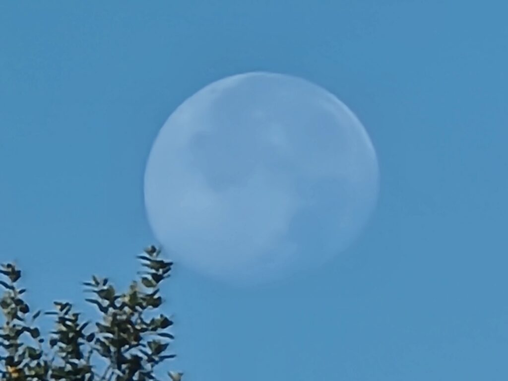 Daytime moon visible above the trees against a blue sky at Timber Valley Retreat