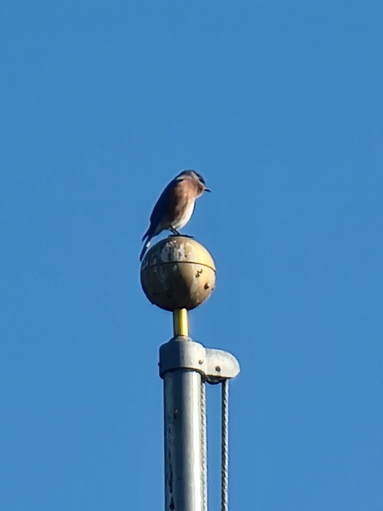 A songbird perched on a fence post during a Morning Nature Walk Maryland at Timber Valley Retreat, a peaceful Western Maryland Cabin Rental where birds welcome every sunrise.