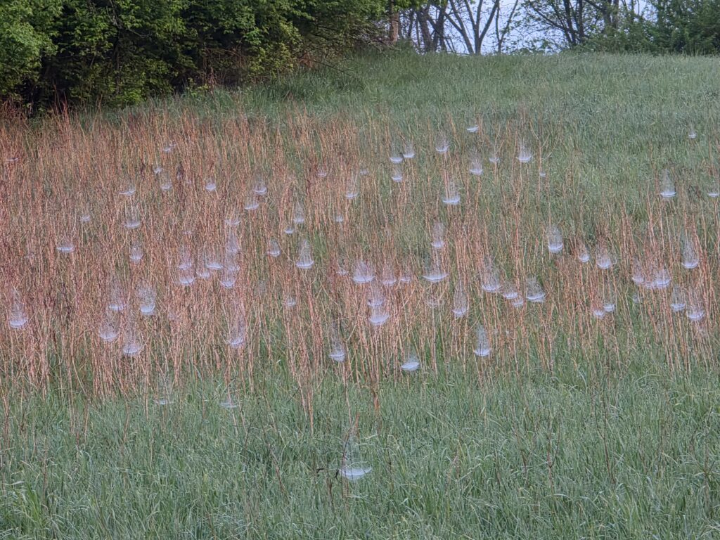 Morning dew highlighting hundreds of spider webs across a field during a Morning Nature Walk Maryland at Timber Valley Retreat, a peaceful Western Maryland Cabin Rental where every sunrise reveals nature's hidden beauty.