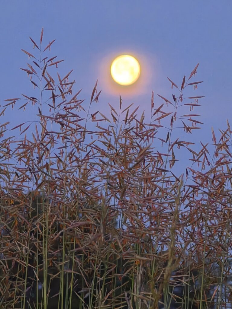 Moon setting over tall field grasses beneath a fading blue morning sky at Timber Valley Retreat