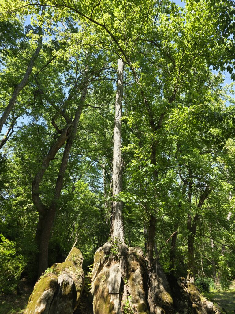 Nature Immersion Western Maryland with a tree growing through a moss-covered rock formation at Timber Valley Retreat.