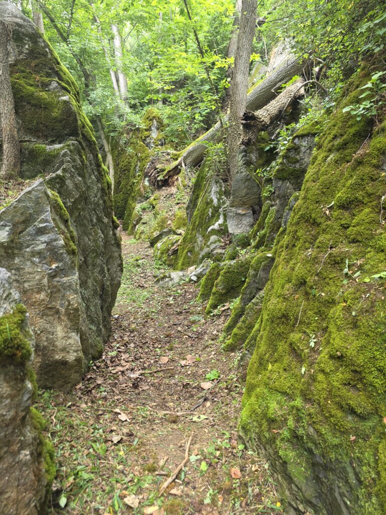 Woodland trail at Timber Valley Retreat in Western Maryland inviting guests to discover nature's changing beauty throughout every season.