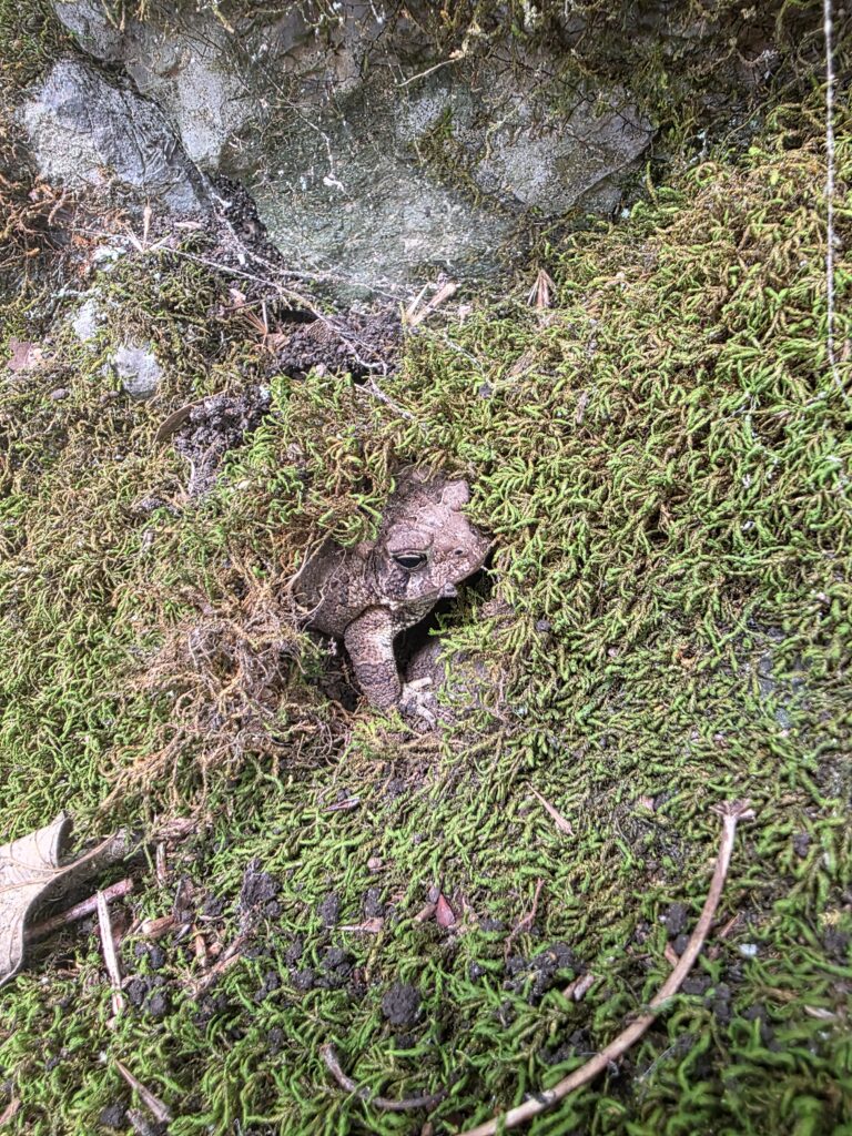 Small toad hiding beneath moss-covered boulders at God's Cathedral during a Family Woodland Cabin Getaway at Timber Valley Retreat, a Western Maryland Cabin Rental.