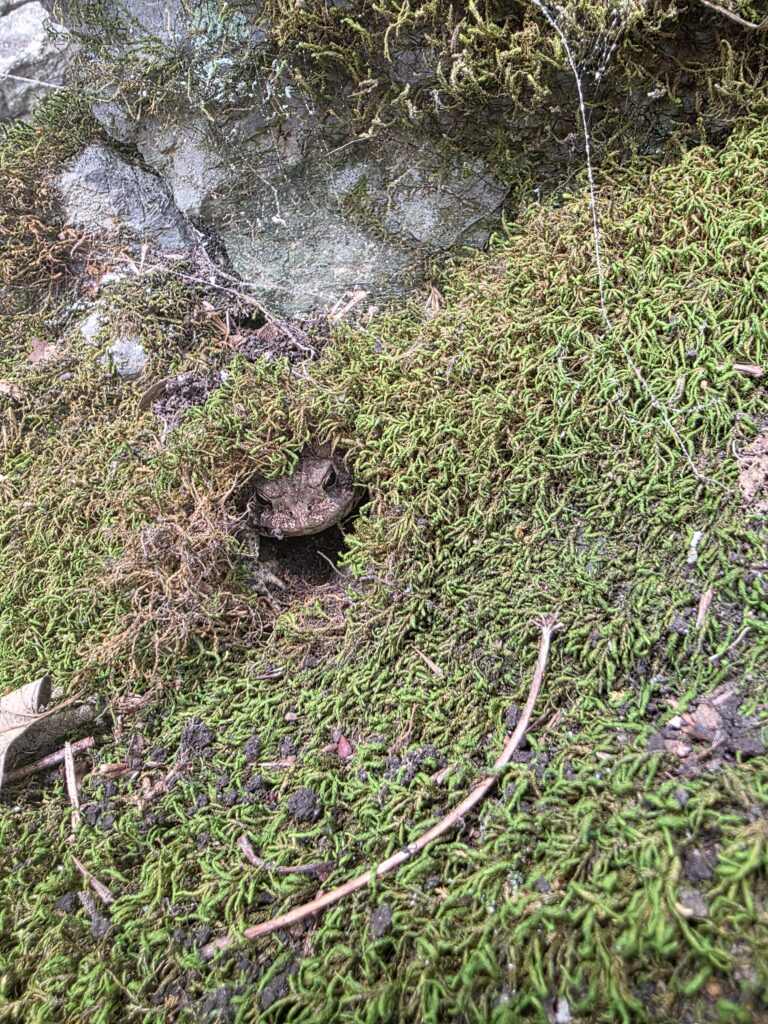 Small toad hiding beneath soft green moss on a boulder at God's Cathedral in Timber Valley Retreat, a hidden nature discovery in Western Maryland.