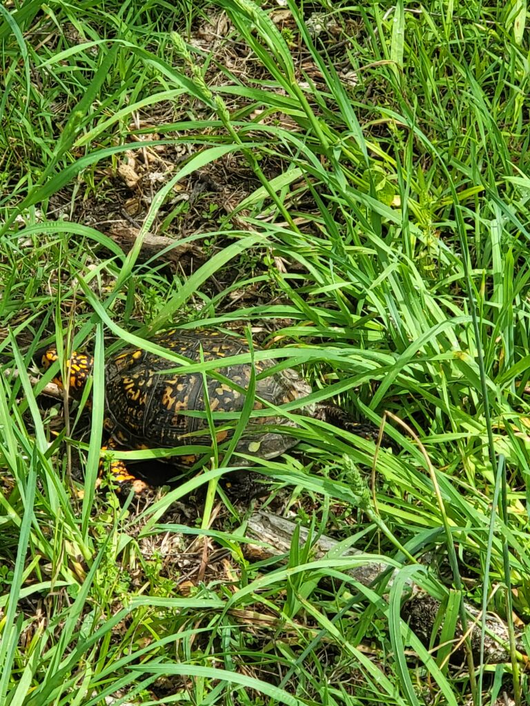 Eastern box turtle walking through the woodlands during a Family Woodland Cabin Getaway at Timber Valley Retreat, a Western Maryland Cabin Rental in Clear Spring, Maryland.