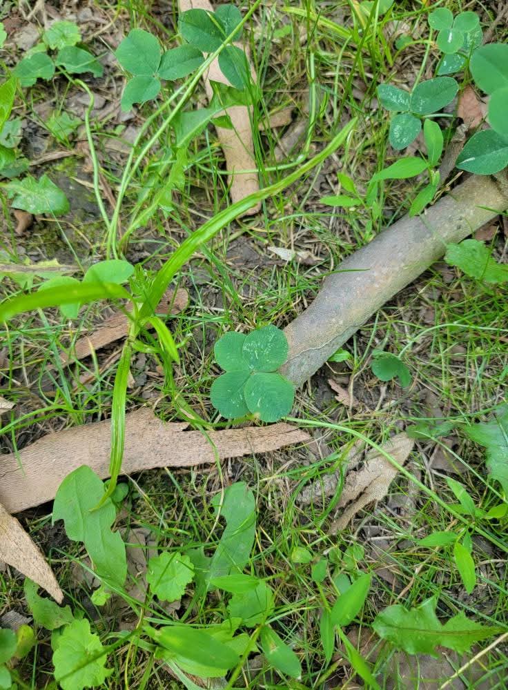 Close-up of a four-leaf clover discovered during a Nature Discoveries Maryland walk at Timber Valley Retreat, a Western Maryland Cabin Rental in Washington County.