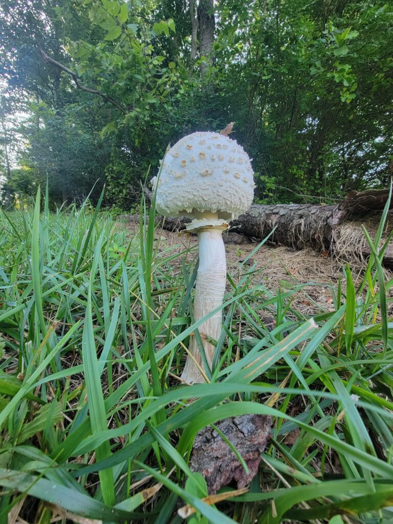 Small wild mushroom growing in the grass during a Family Woodland Cabin Getaway at Timber Valley Retreat, a Western Maryland Cabin Rental near Washington DC, Pennsylvania, West Virginia, Virginia, and Maryland's Eastern Shore.