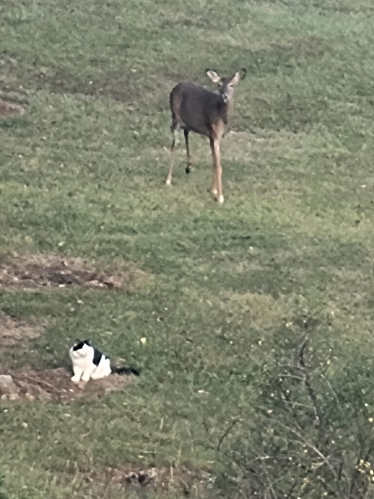 Max the farm cat watching a white-tailed deer during a Morning Nature Walk Maryland at Timber Valley Retreat, a peaceful Western Maryland Cabin Rental where wildlife is part of the morning experience.