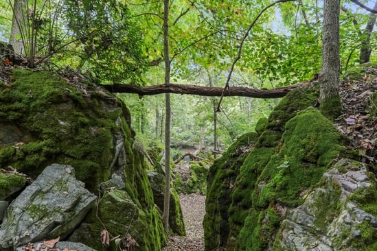 Natural woodland pathway between moss-covered boulders in The Enchanted Forest at Timber Valley Retreat, illustrating a peaceful Forest Bathing Maryland experience.