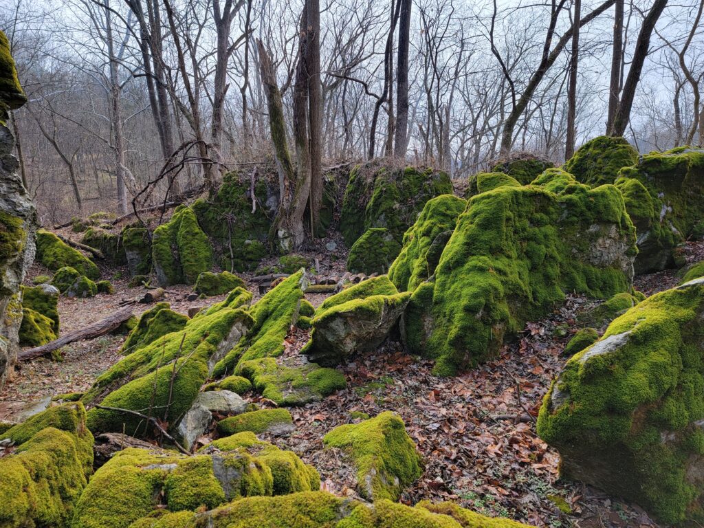 Ancient moss-covered boulders in The Enchanted Forest at Timber Valley Retreat, showcasing Forest Bathing Western Maryland and the peaceful beauty of a Forest Therapy Maryland experience.