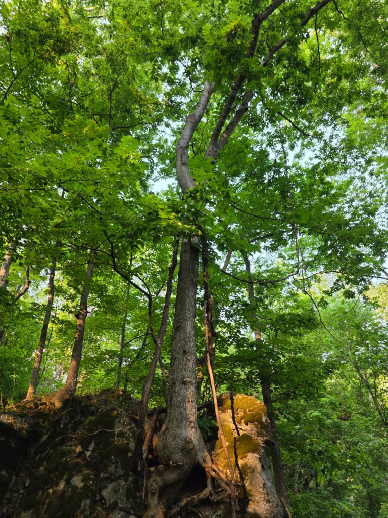 Towering hardwood tree with exposed roots growing over moss-covered boulders beneath a lush forest canopy in The Enchanted Forest at Timber Valley Retreat, illustrating Forest Bathing Maryland.