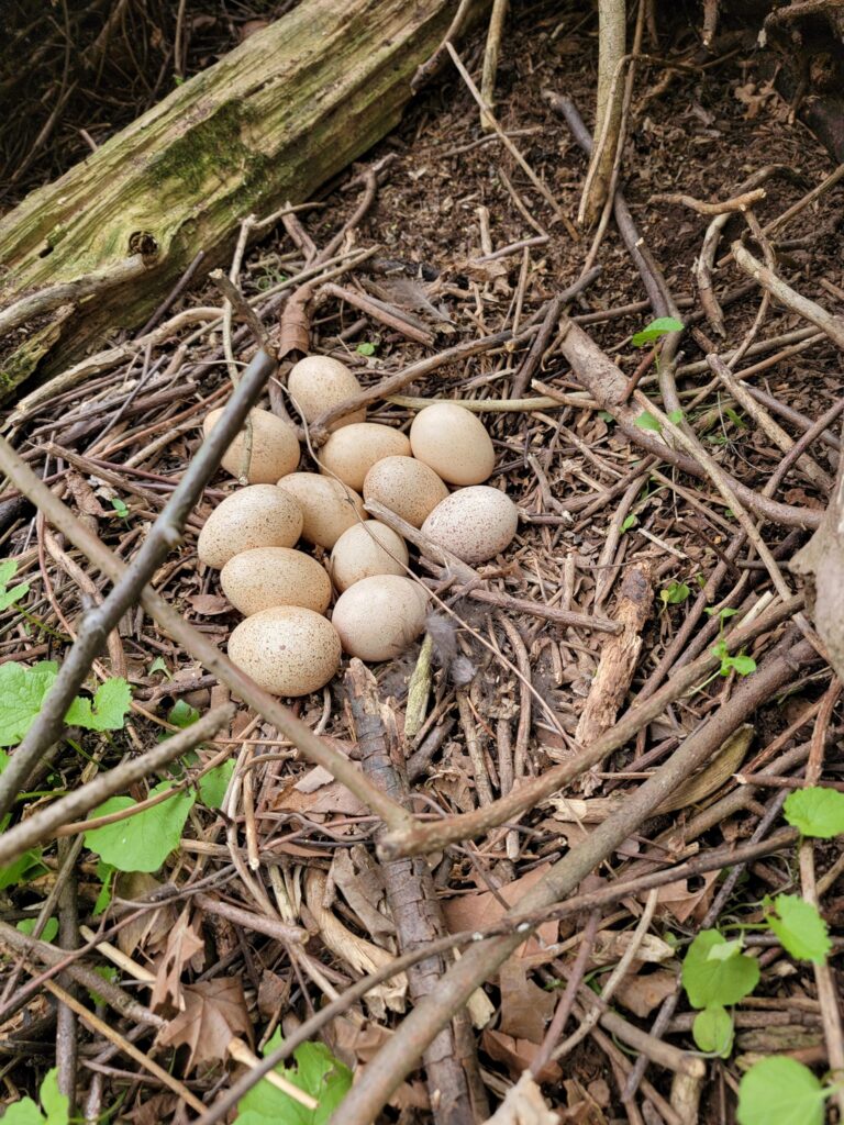 Wild turkey eggs hidden in a natural nest on the forest floor at Timber Valley Retreat in Western Maryland, highlighting one of the many nature discoveries guests may encounter while exploring responsibly.