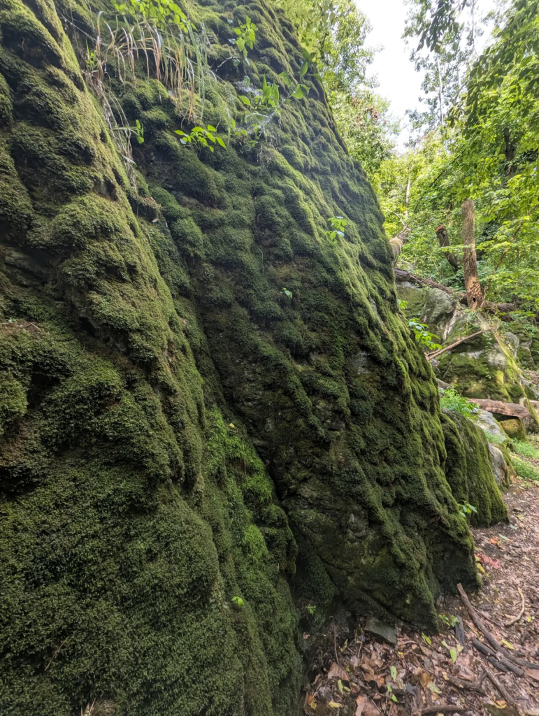 Moss-covered rock formation surrounded by woodland at The Cove at Timber Valley Retreat