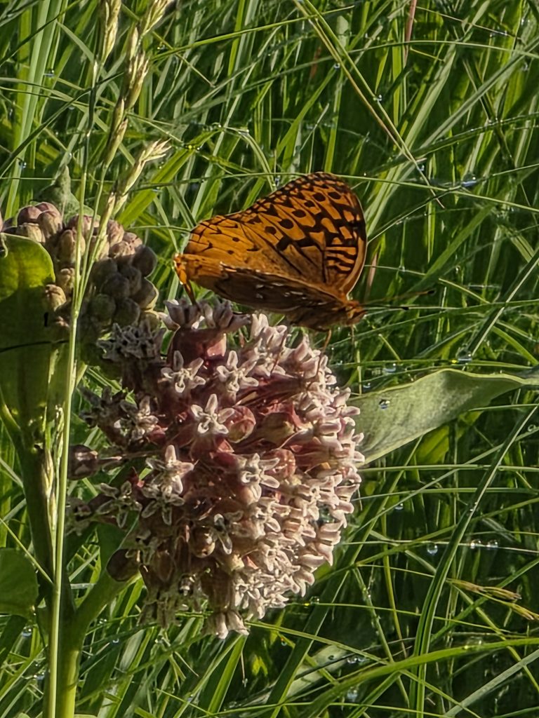 Butterfly and bee pollinating a coneflower at Butterflies at Timber Valley, our Western Maryland Cabin Retreat, featuring Western Maryland Pollinators at Timber Valley Retreat.